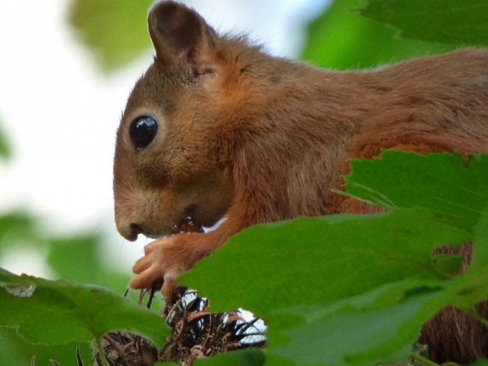 Eichhörnchen