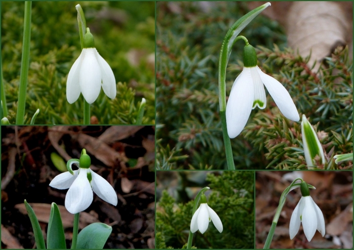 Schneeglöckchen