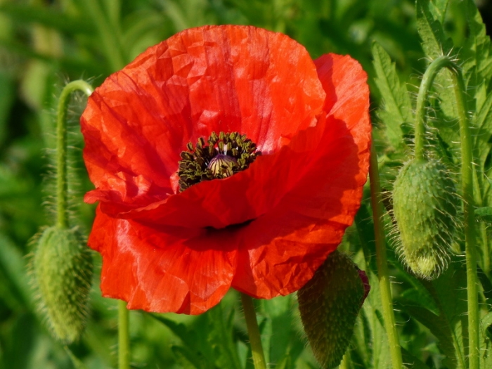 Mohn