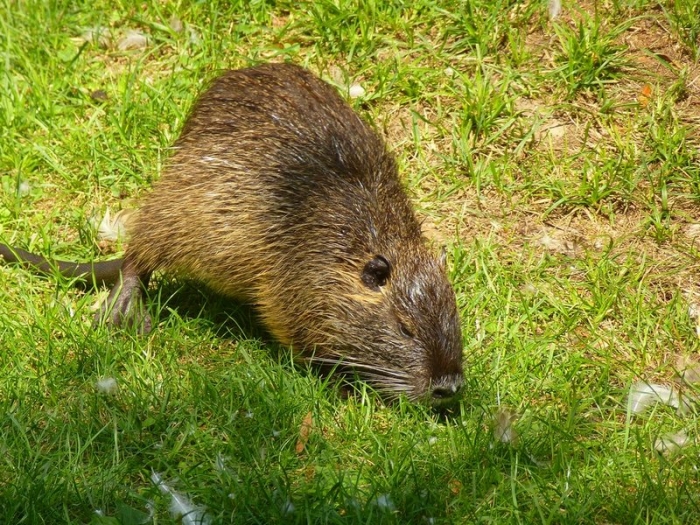 Nutria