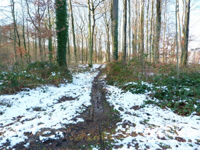 Waldweg