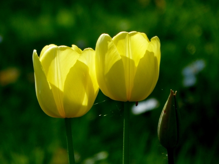 Tulpen