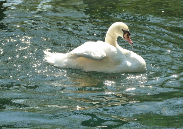 Schwan