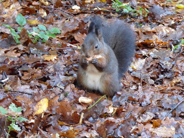 Eichhörnchen