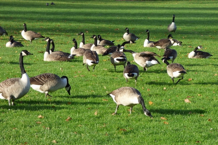 Kanadagänse