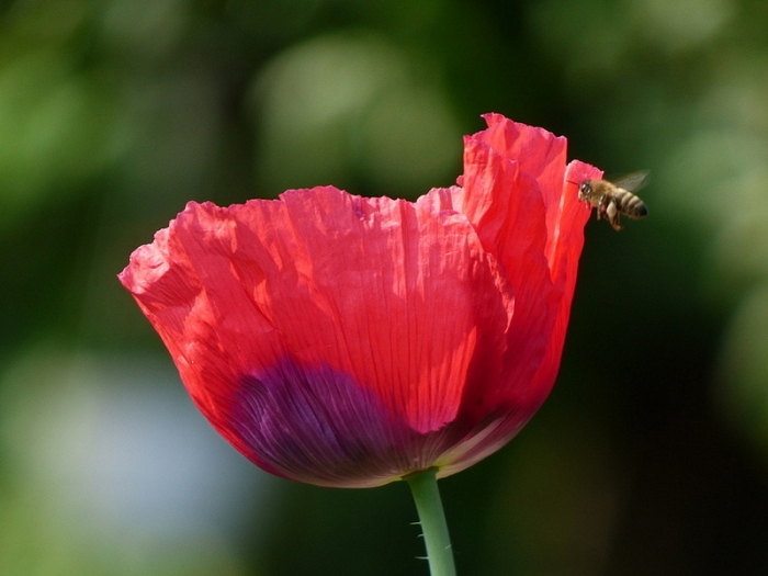 Mohn