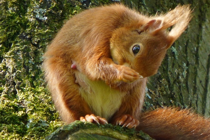 Eichhörnchenmutter