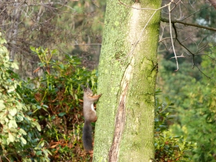 Eichhörnchen