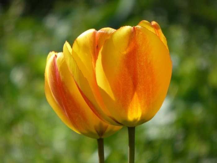 Tulpen