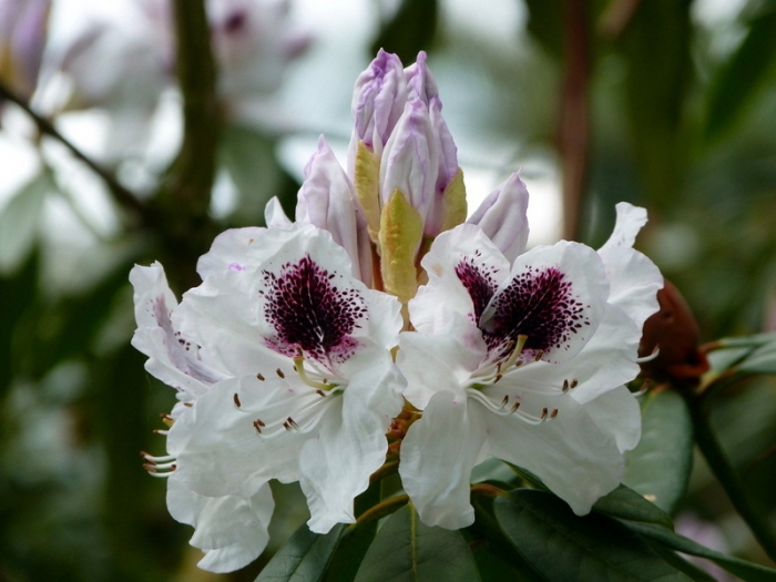 Rhododendron