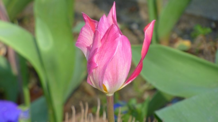 Tulpe