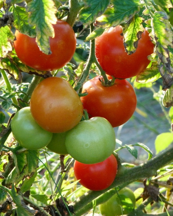 Tomaten