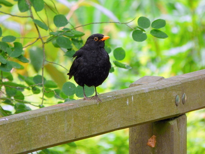 Amsel
