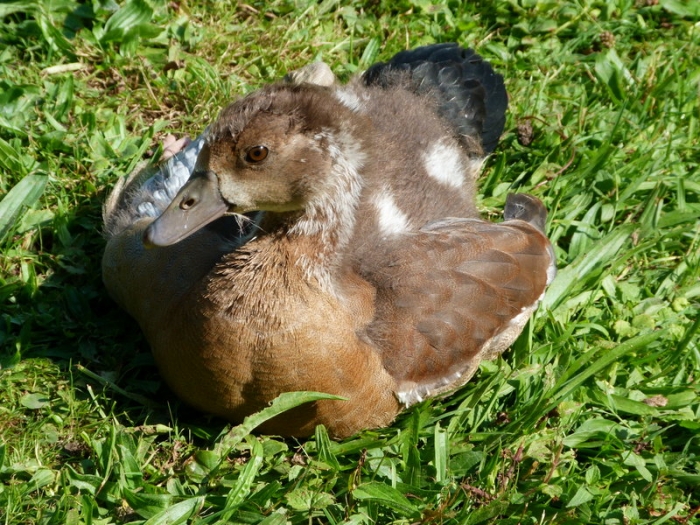 Nilgans