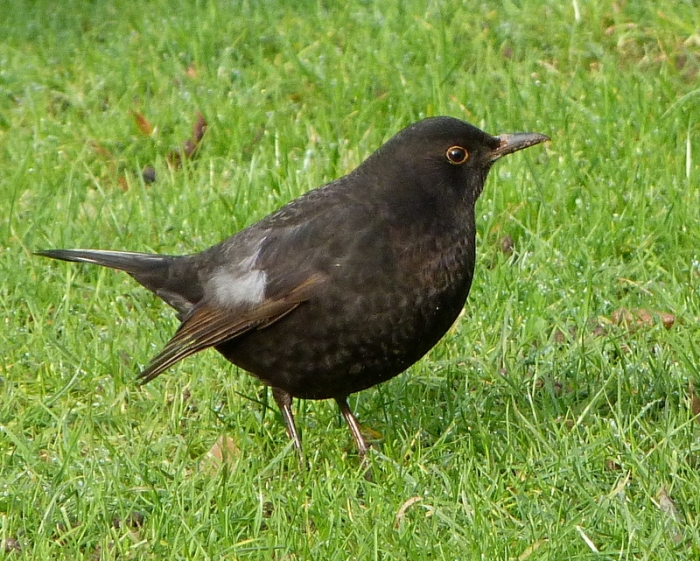 Amsel