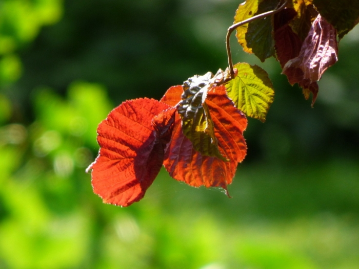 Blätter im Sonnenlicht