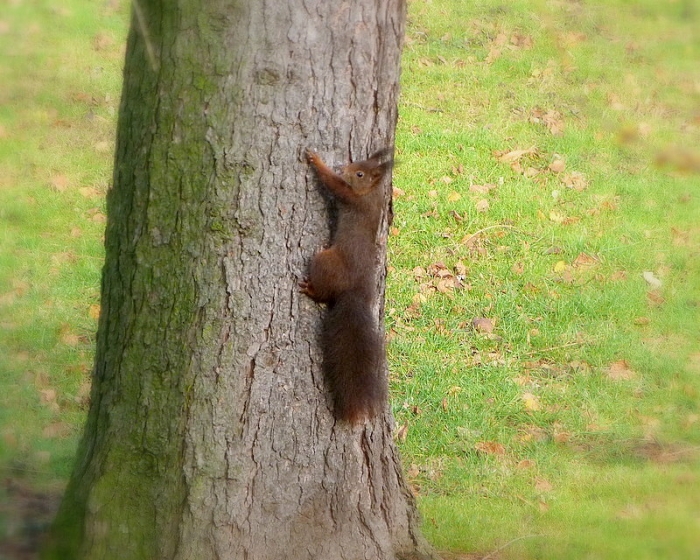 Eichhörnchen