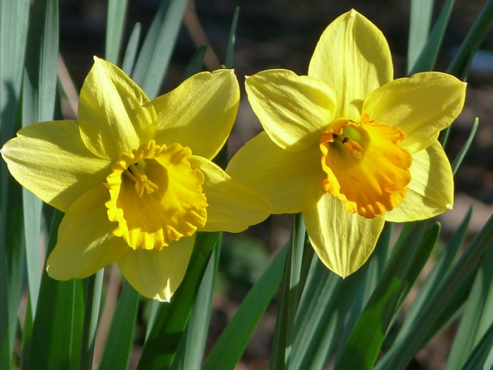 Narzissen