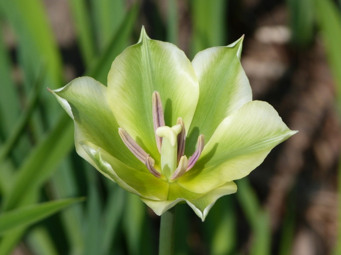 Tulpe