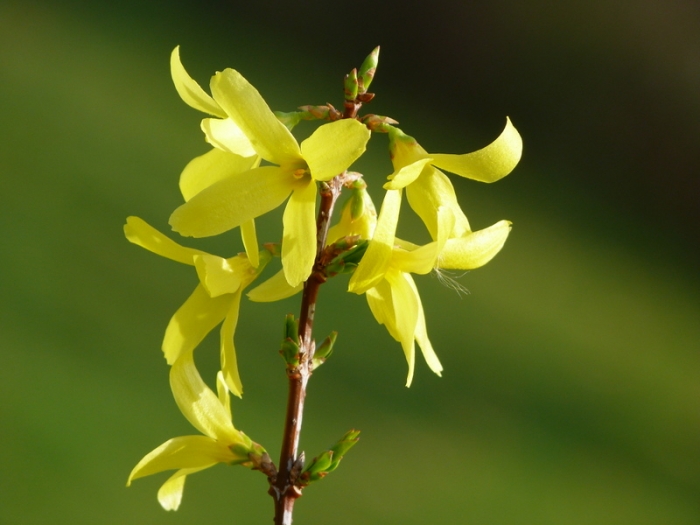 Forsythie