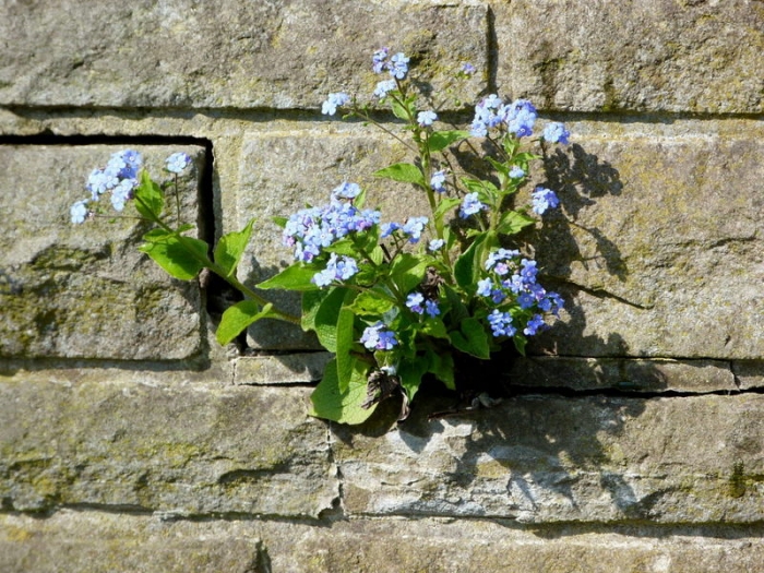 Mauerblümchen