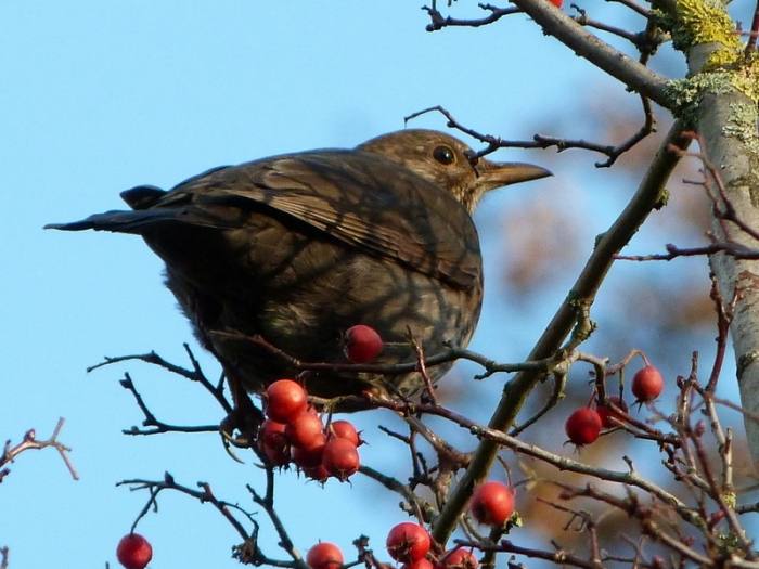 Amsel