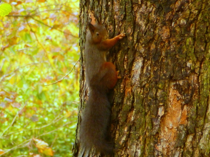 Eichhörnchen