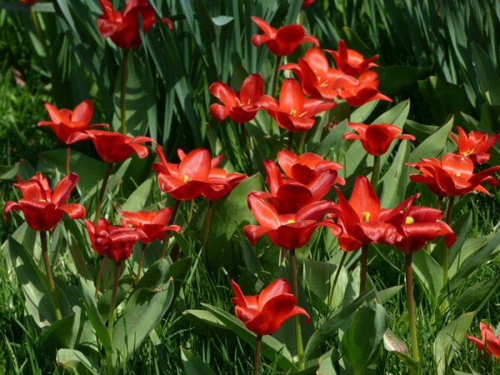 Tulpen