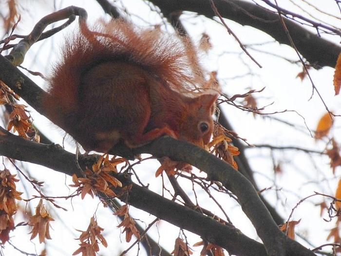 Eichhörnchen