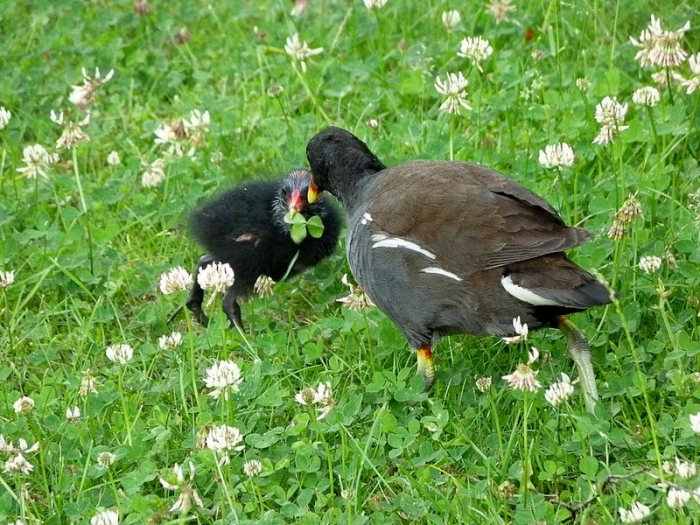 Teichhuehnchen mit Kleeblatt