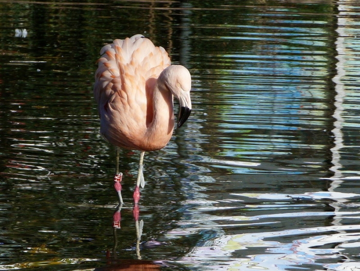 Flamingo