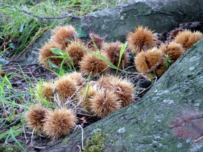 Kastanien