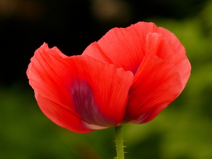 Mohn