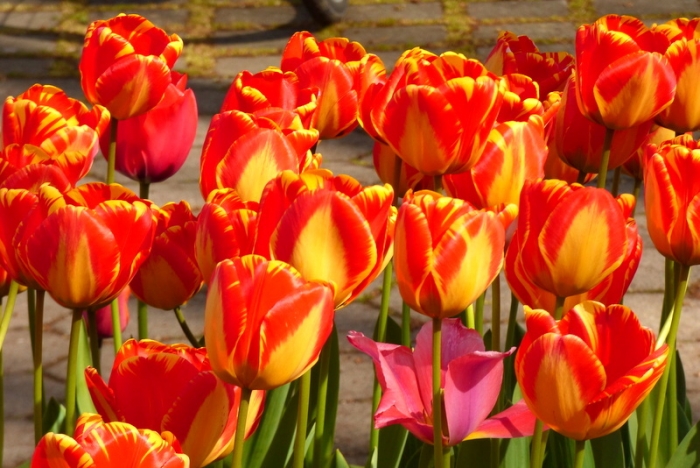 Tulpen
