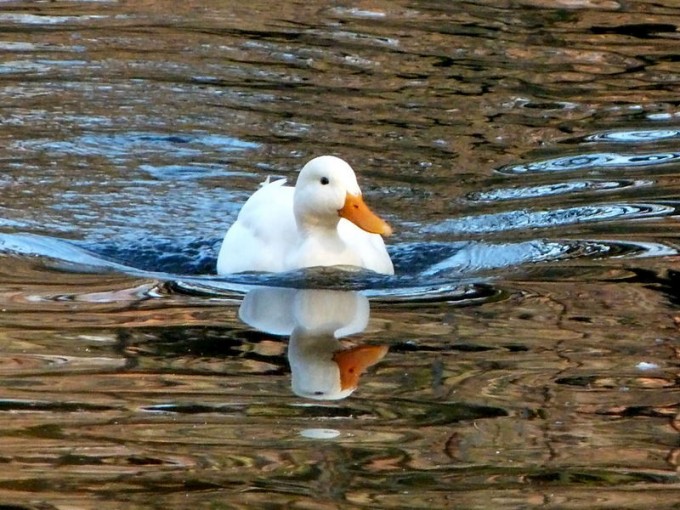 Weiße Ente