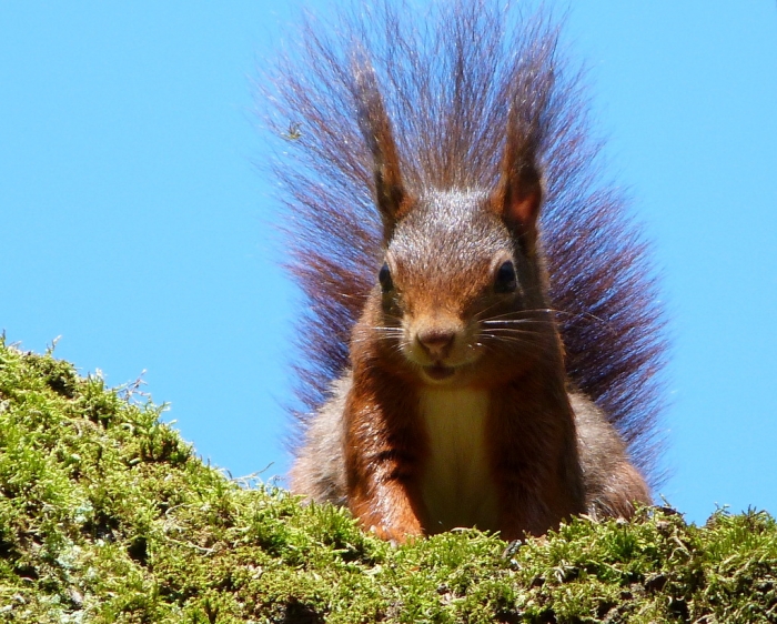 Lächeln eines Hörnchens