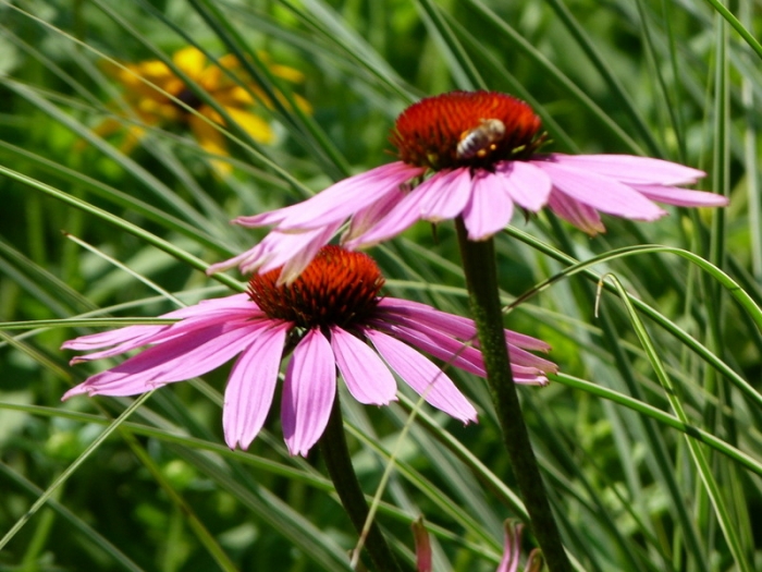 Echinacea
