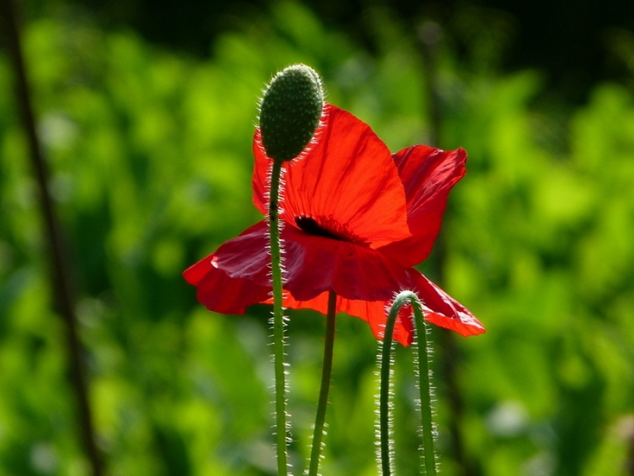 Mohn