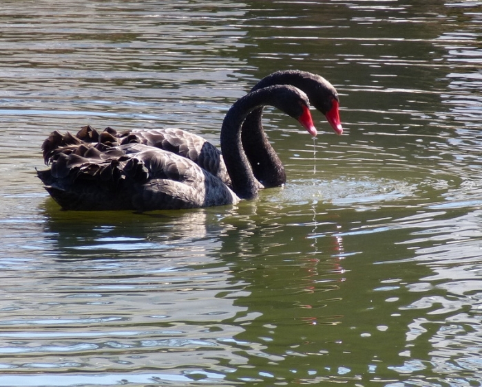 Trauerschwanpaar