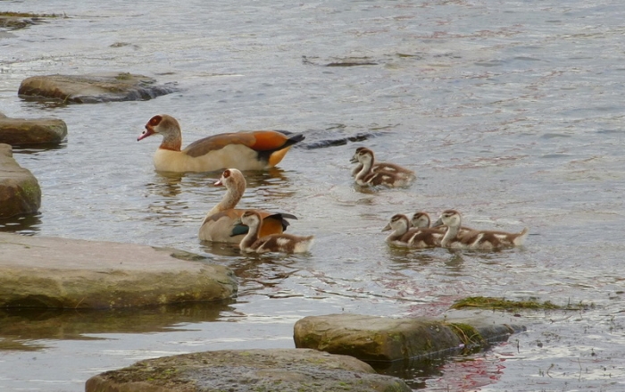Nilgänse im November