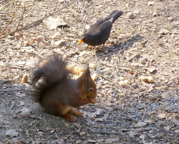 Eichhörnchen und Amsel