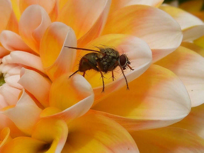 Kleine Fliege ganz groß