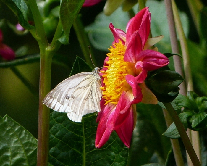 Dahlie mit Kohlweißling