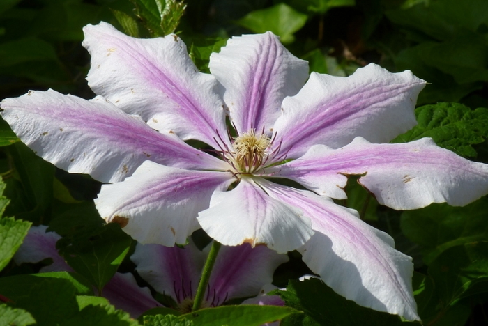 Clematis