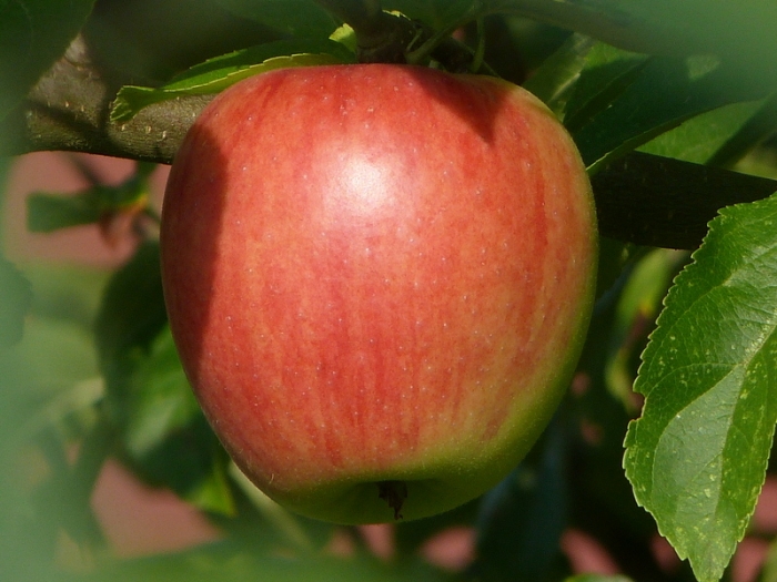 Apfel