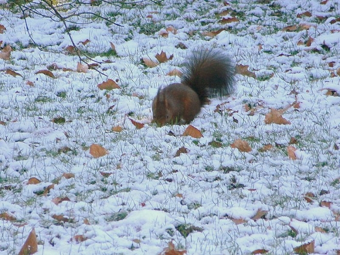 Eichhörnchen im Schnee