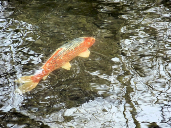 Koi