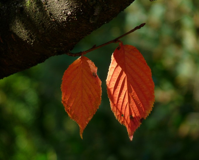 Herbstblätter