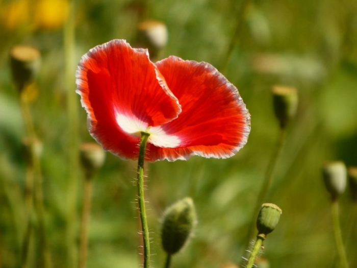 Mohn