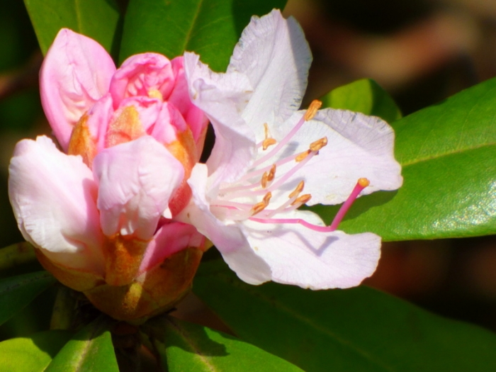Rhododendron